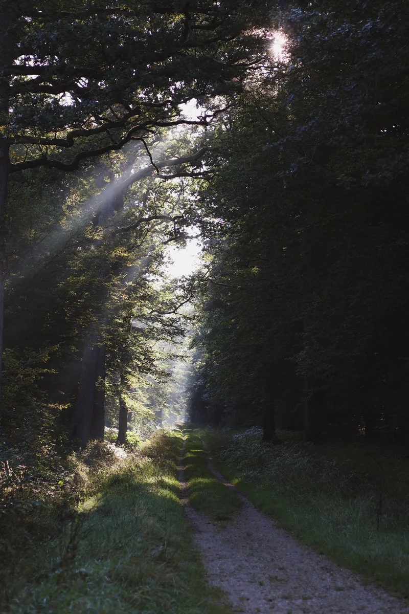 Un chemin forestier traversé par une percée de lumière.